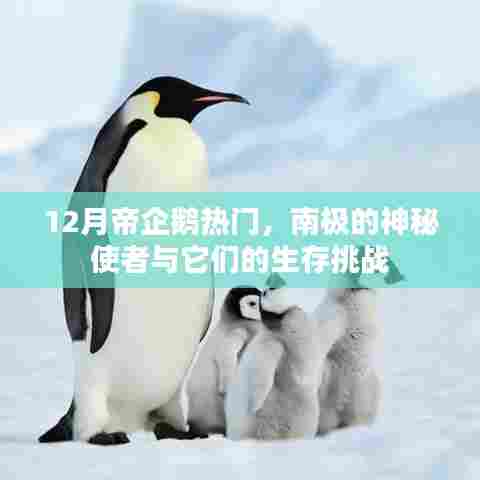 南极帝企鹅探秘，神秘使者面临生存挑战