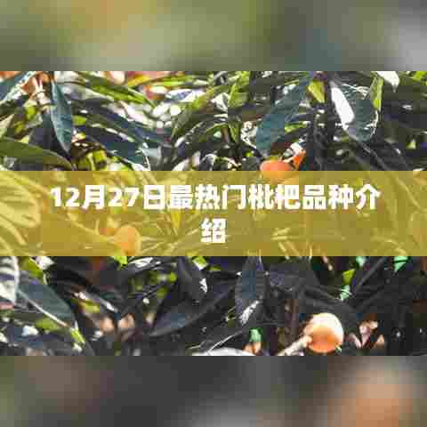 枇杷品种大揭秘，12月27日热门推荐