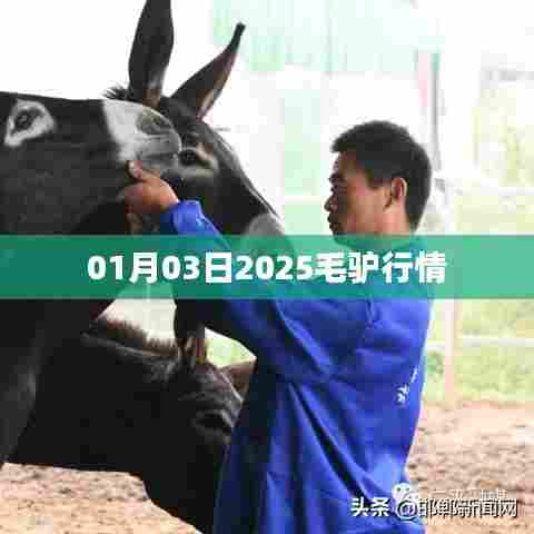 2025年毛驴行情展望，市场趋势分析
