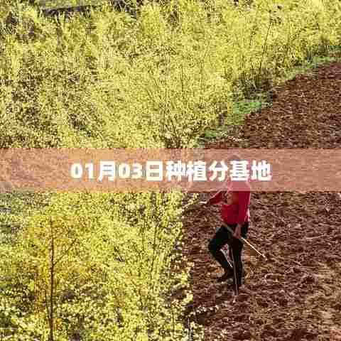 01月03日种植分基地动态