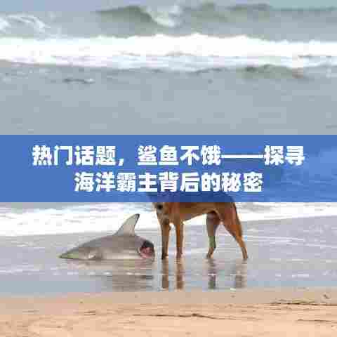 揭秘鲨鱼不饿背后的秘密，海洋霸主生存之谜