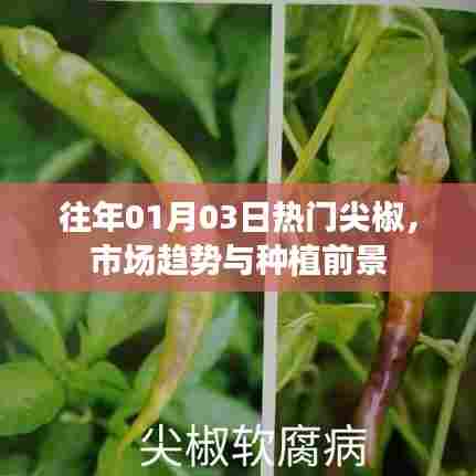尖椒市场趋势与种植前景分析，历年热门展望