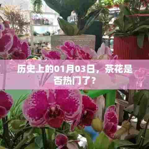 茶花在历史上的重要日子，一月三日是否风头无两？