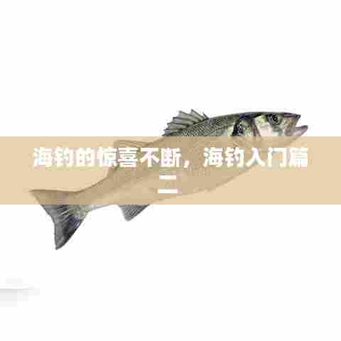 海钓的惊喜不断，海钓入门篇二 