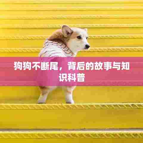 狗狗不断尾，背后的故事与知识科普