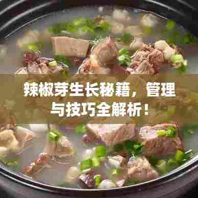 辣椒芽生长秘籍，管理与技巧全解析！