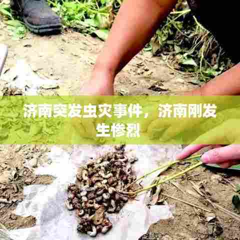 济南突发虫灾事件，济南刚发生惨烈 