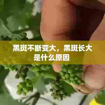 黑斑不断变大，黑斑长大是什么原因 