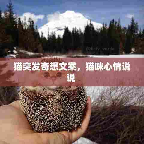 猫突发奇想文案，猫咪心情说说 
