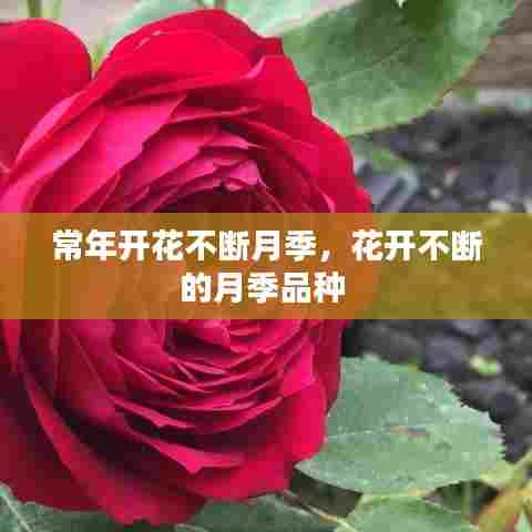 张口结舌 第6页