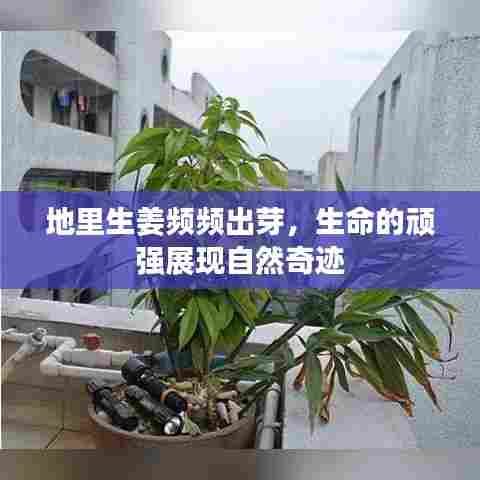 地里生姜频频出芽，生命的顽强展现自然奇迹