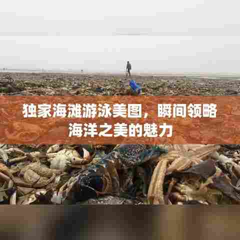 独家海滩游泳美图，瞬间领略海洋之美的魅力