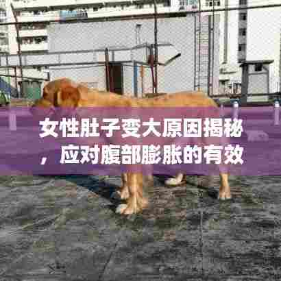 女性肚子变大原因揭秘，应对腹部膨胀的有效方法