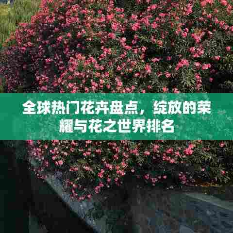 全球热门花卉盘点，绽放的荣耀与花之世界排名