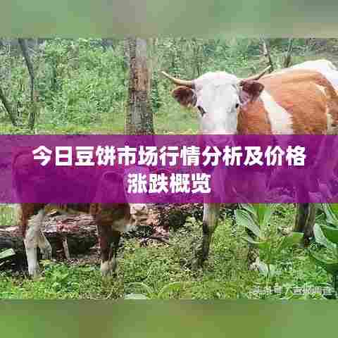 今日豆饼市场行情分析及价格涨跌概览