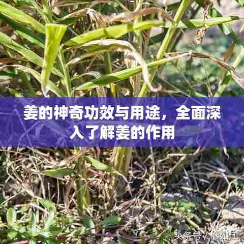 姜的神奇功效与用途，全面深入了解姜的作用