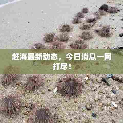 赶海最新动态，今日消息一网打尽！