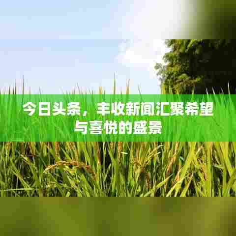 今日头条，丰收新闻汇聚希望与喜悦的盛景