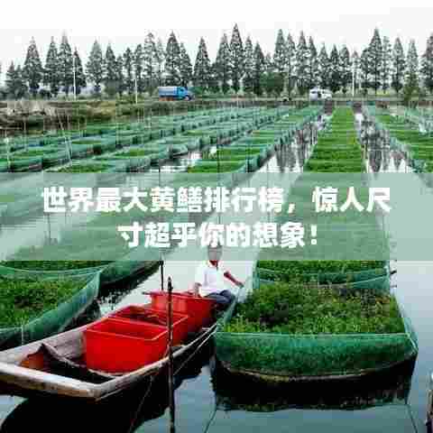 世界最大黄鳝排行榜，惊人尺寸超乎你的想象！
