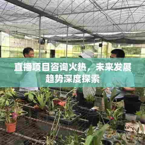 直播项目咨询火热，未来发展趋势深度探索