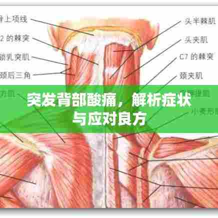 突发背部酸痛，解析症状与应对良方