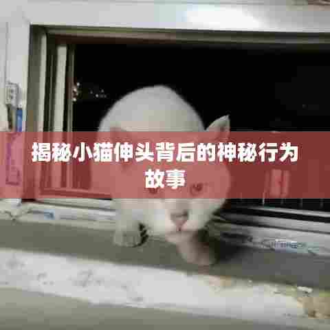 揭秘小猫伸头背后的神秘行为故事