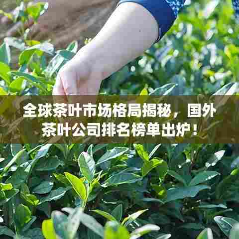 全球茶叶市场格局揭秘，国外茶叶公司排名榜单出炉！