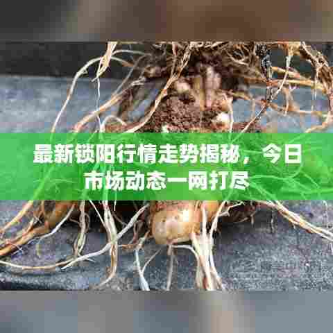 最新锁阳行情走势揭秘，今日市场动态一网打尽