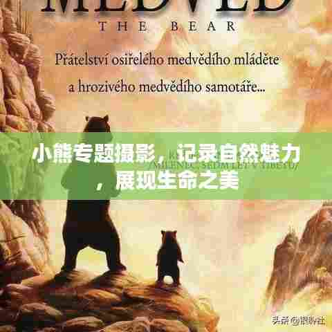 小熊专题摄影，记录自然魅力，展现生命之美