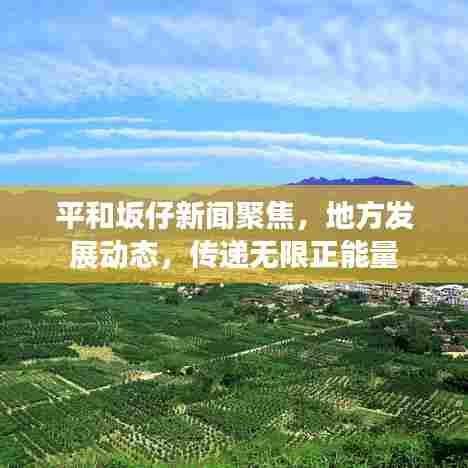 平和坂仔新闻聚焦，地方发展动态，传递无限正能量