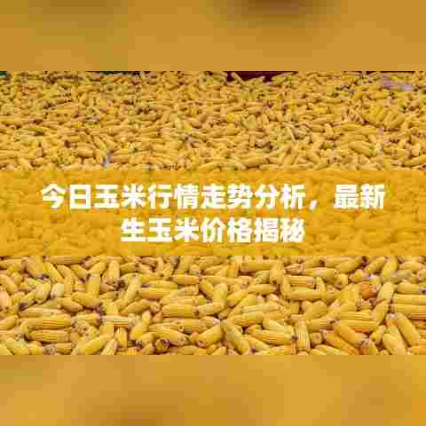 今日玉米行情走势分析，最新生玉米价格揭秘