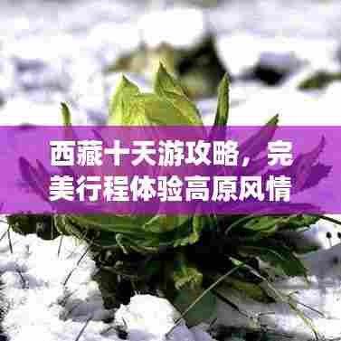 西藏十天游攻略，完美行程体验高原风情