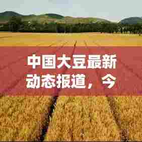 中国大豆最新动态报道，今日市场更新消息速递