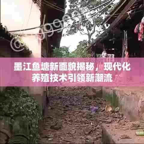 墨江鱼塘新面貌揭秘，现代化养殖技术引领新潮流