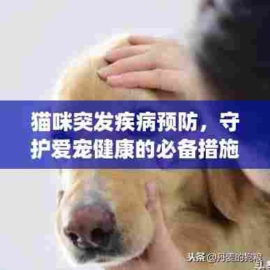 猫咪突发疾病预防，守护爱宠健康的必备措施