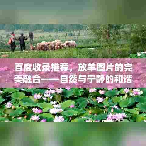 百度收录推荐，放羊图片的完美融合——自然与宁静的和谐画卷