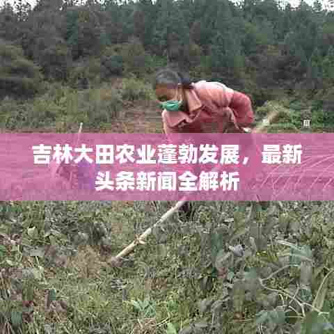 吉林大田农业蓬勃发展，最新头条新闻全解析