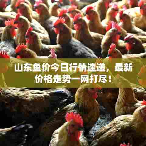 山东鱼价今日行情速递，最新价格走势一网打尽！