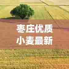 枣庄优质小麦最新价格表及市场分析，市场走势、价格一览无余
