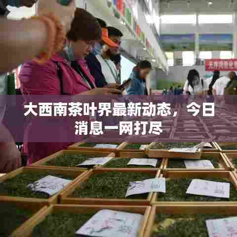大西南茶叶界最新动态，今日消息一网打尽