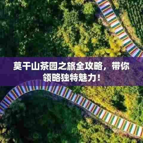莫干山茶园之旅全攻略，带你领略独特魅力！