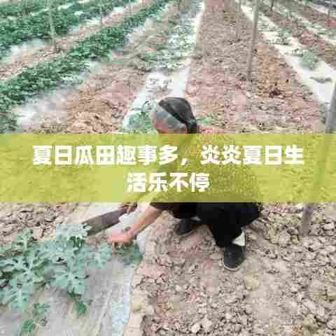 夏日瓜田趣事多，炎炎夏日生活乐不停