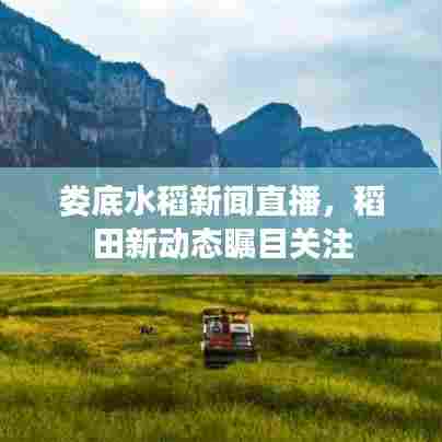 娄底水稻新闻直播，稻田新动态瞩目关注