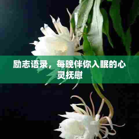 励志语录，每晚伴你入眠的心灵抚慰