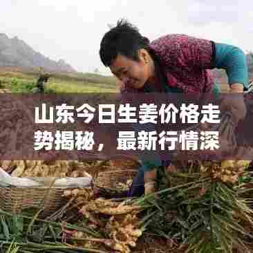 山东今日生姜价格走势揭秘，最新行情深度分析