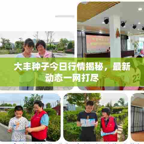 大丰种子今日行情揭秘，最新动态一网打尽