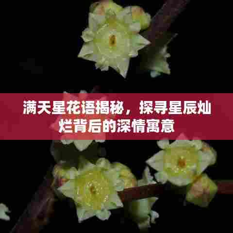 满天星花语揭秘，探寻星辰灿烂背后的深情寓意