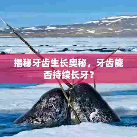 揭秘牙齿生长奥秘，牙齿能否持续长牙？