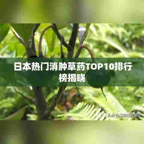 日本热门消肿草药TOP10排行榜揭晓