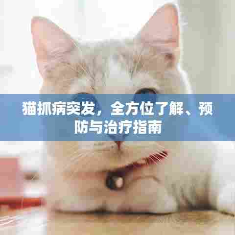 猫抓病突发，全方位了解、预防与治疗指南
